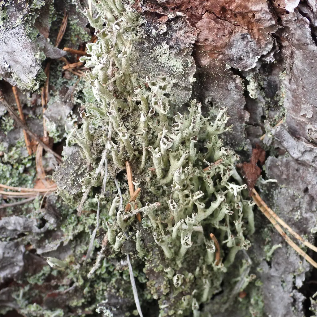 Chrobotek otwarty (Cladonia cenotea) — zdjęcie 1 z 4
