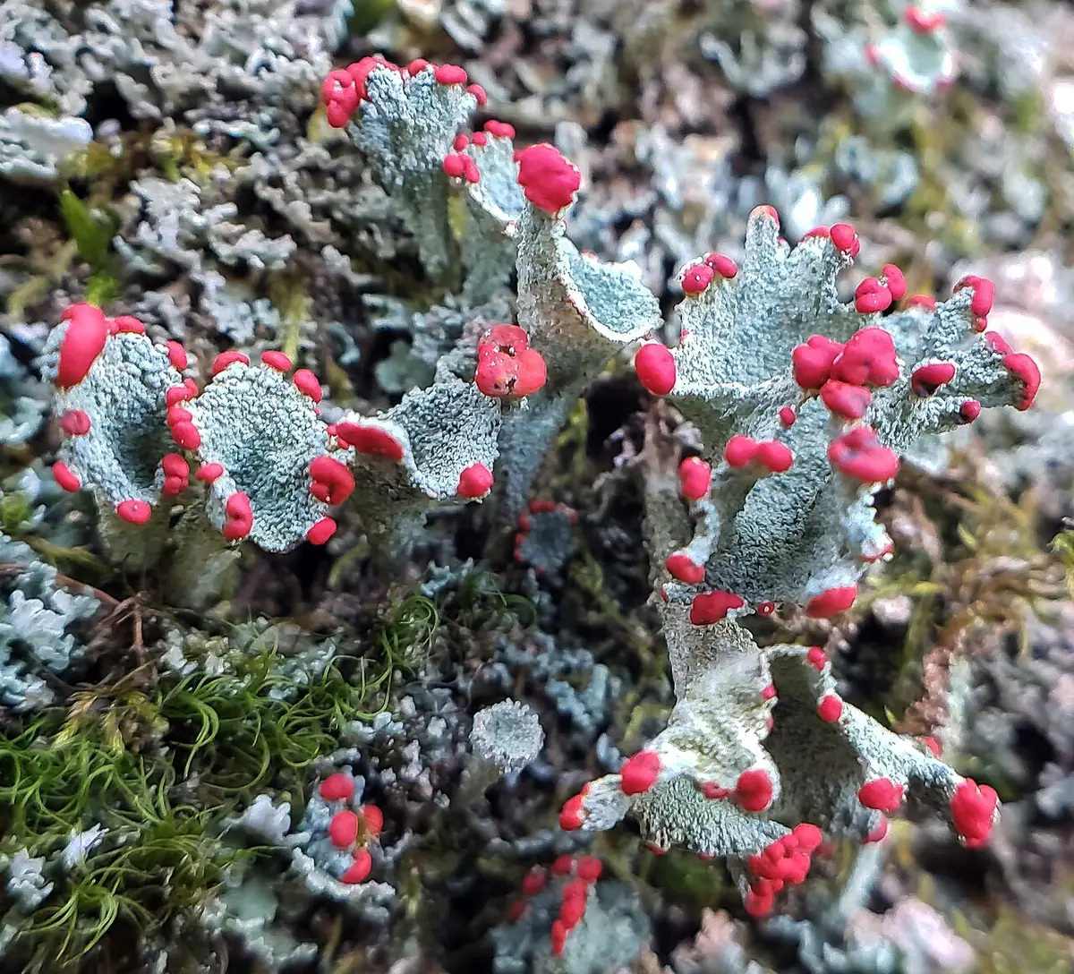 Chrobotek północny (Cladonia borealis) — zdjęcie 1 z 4