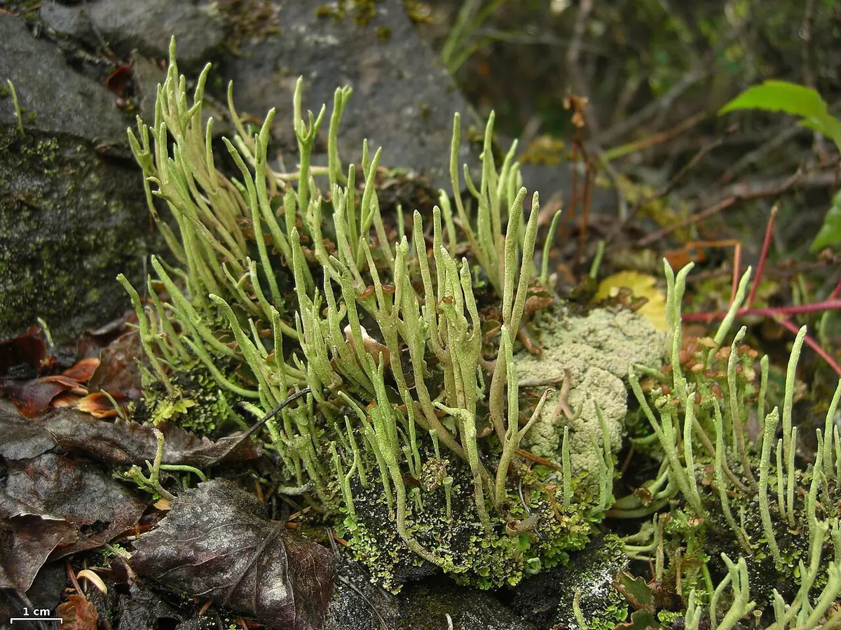 Chrobotek rogokształtny (Cladonia subulata) — zdjęcie 1 z 4