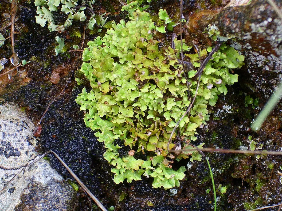 Chrobotek rosochaty (Cladonia foliacea) — zdjęcie 1 z 4