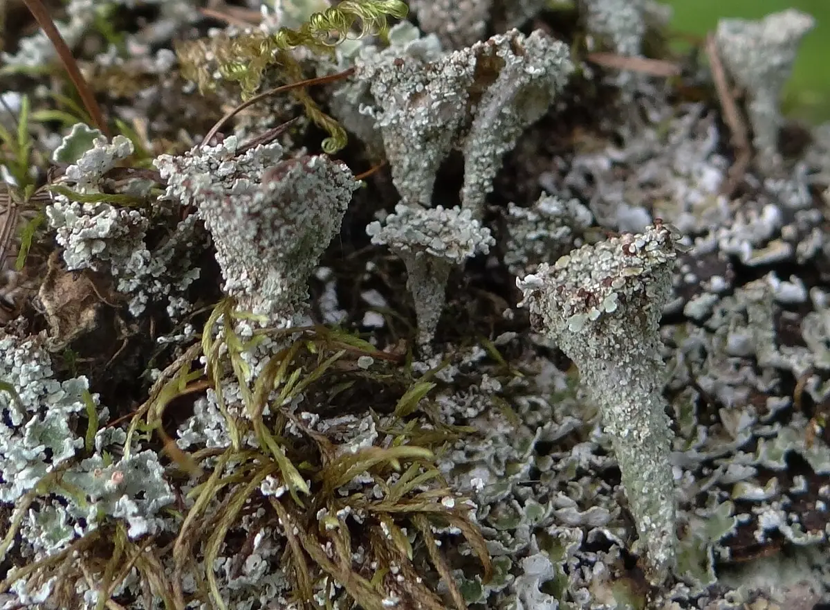 Chrobotek rozetkowy (Cladonia pocillum) — zdjęcie 1 z 4