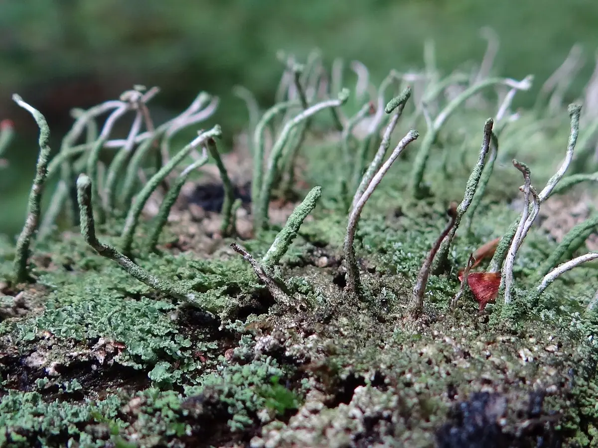 Chrobotek siwy (Cladonia glauca) — zdjęcie 1 z 4