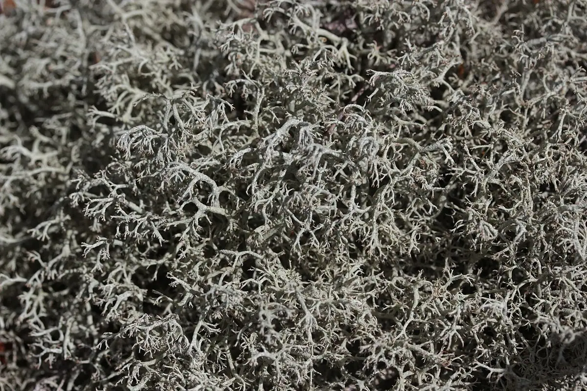 Chrobotek smukły (Cladonia ciliata) — zdjęcie 1 z 4