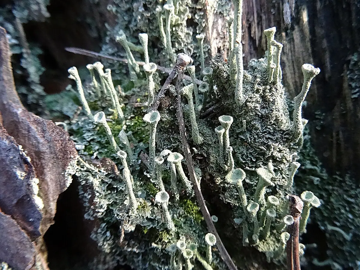 Chrobotek strzępiasty (Cladonia fimbriata) — zdjęcie 1 z 4