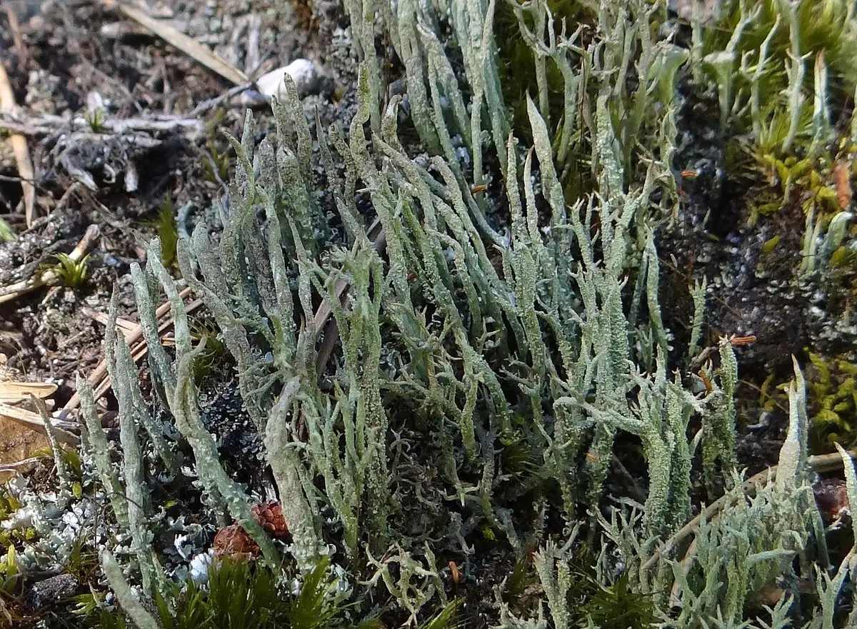 Chrobotek trocinowaty (Cladonia scabriuscula) — zdjęcie 1 z 4