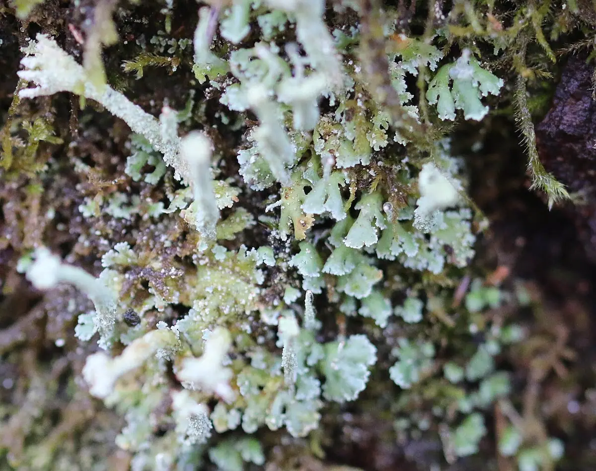 Chrobotek wcinany (Cladonia polydactyla) — zdjęcie 1 z 4