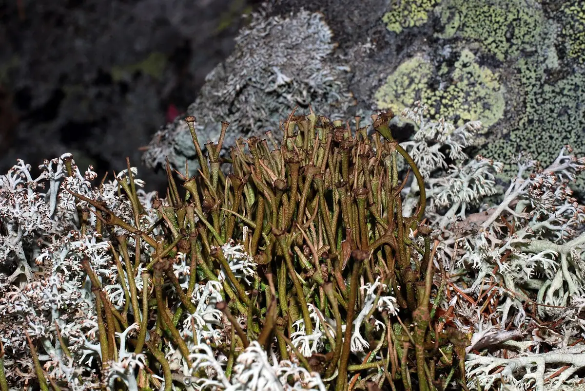 Chrobotek wysmukły (Cladonia gracilis) — zdjęcie 1 z 4