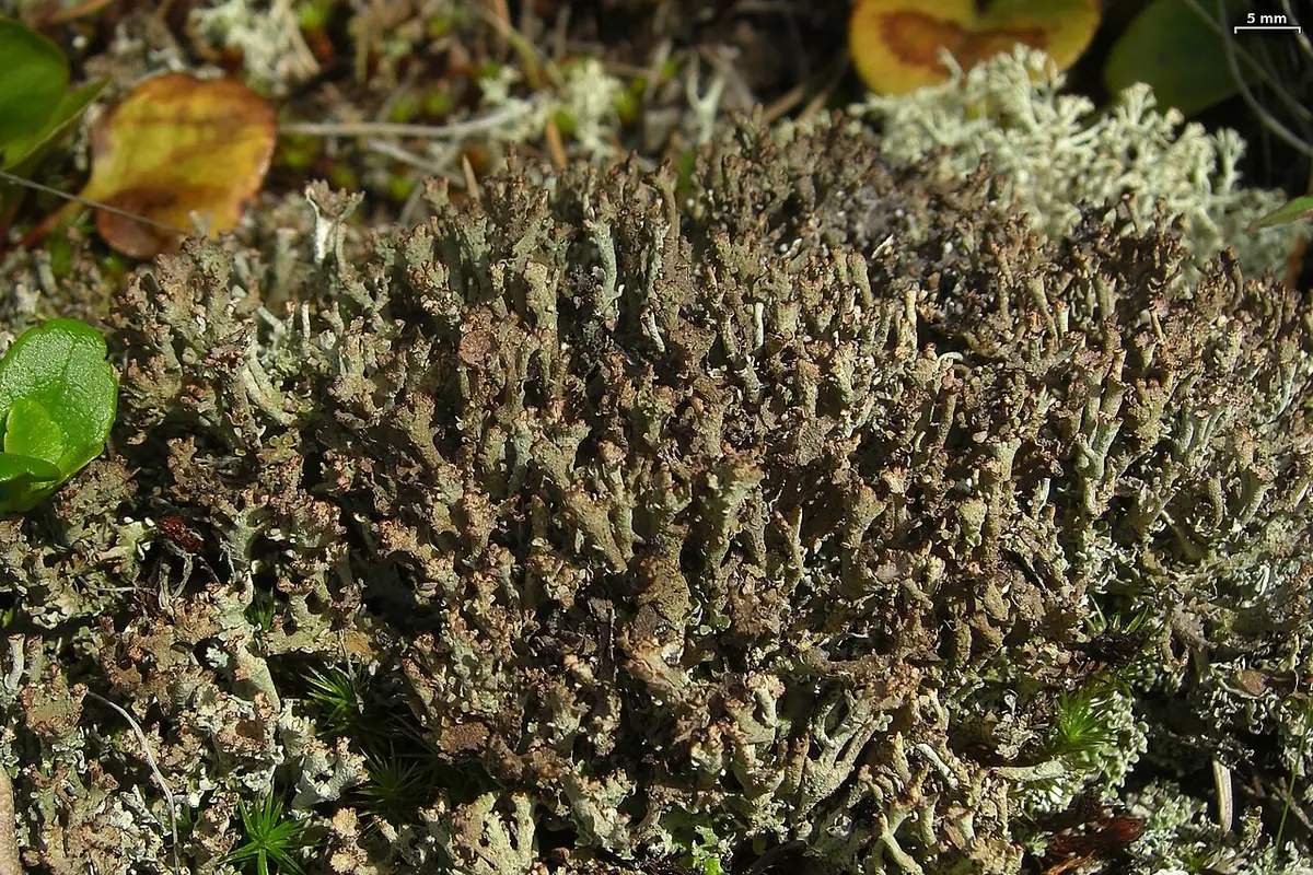 Chrobotek zwyrodniały (Cladonia phyllophora) — zdjęcie 1 z 4