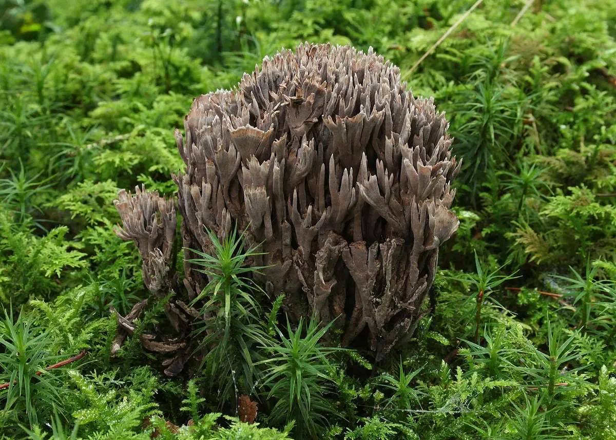 Chropiatka cuchnąca (Thelephora palmata) — zdjęcie 1 z 4
