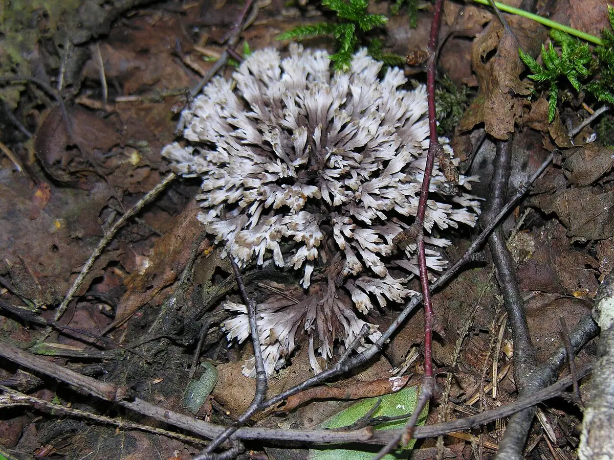 Chropiatka kwiatowa (Thelephora anthocephala) — zdjęcie 1 z 4