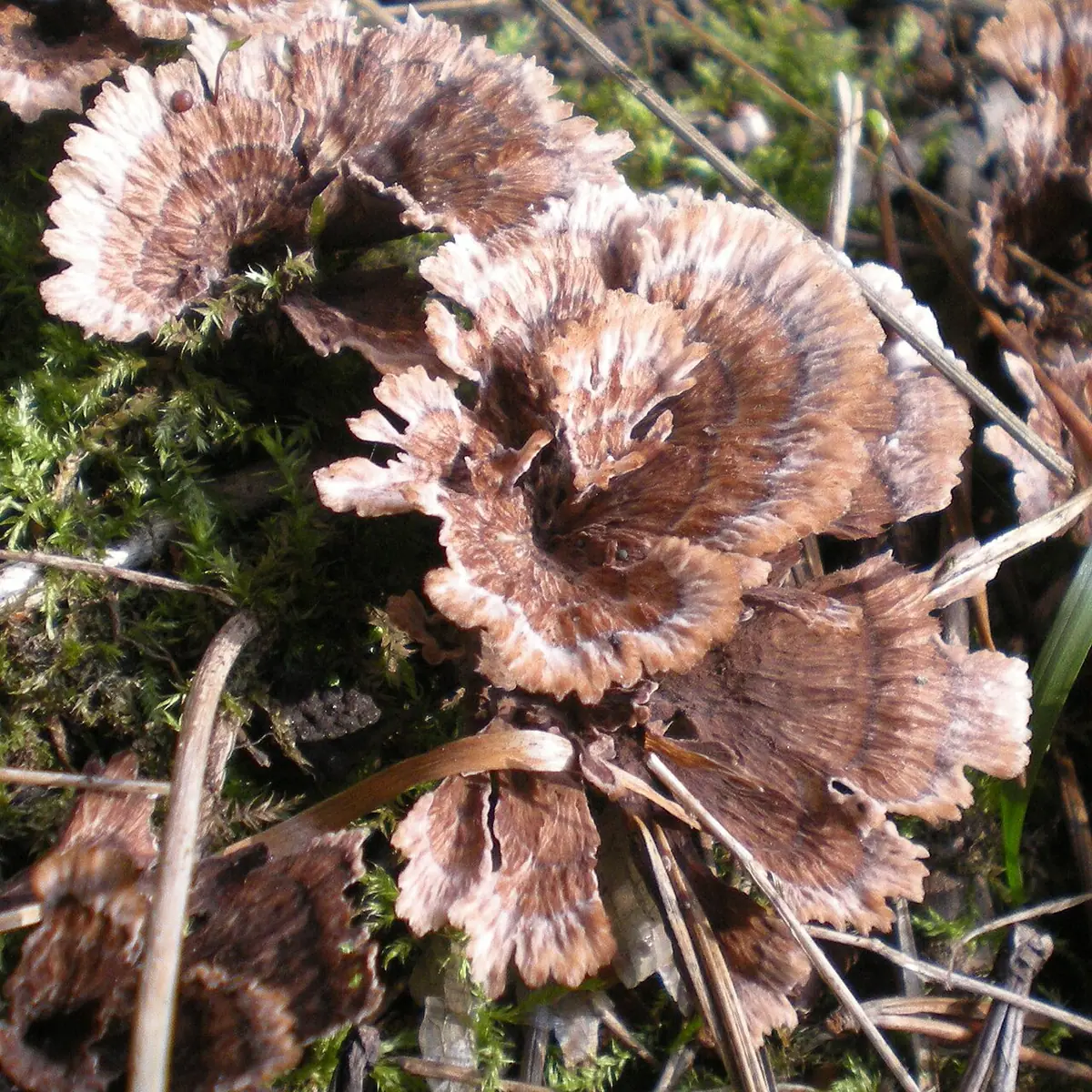 Chropiatka lejkowata (Thelephora caryophyllea) — zdjęcie 1 z 4