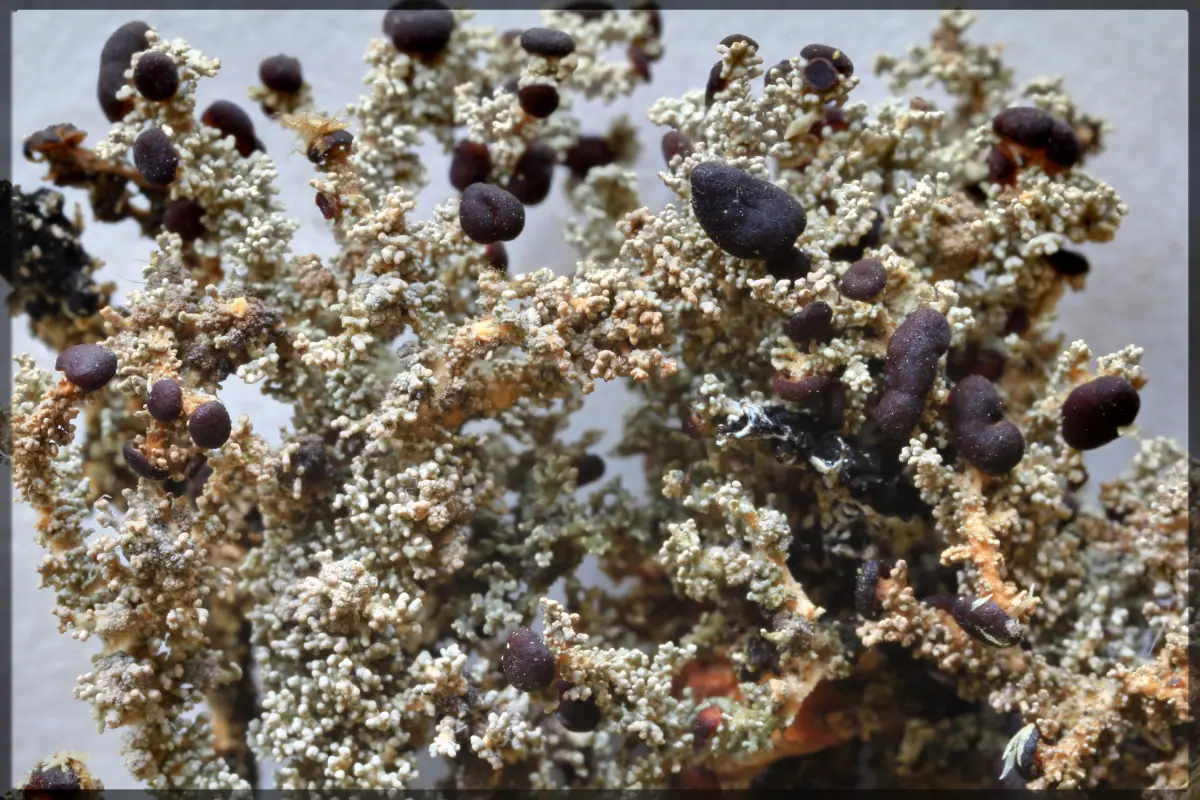 Chróścik palczasty (Stereocaulon dactylophyllum) — zdjęcie 1 z 4