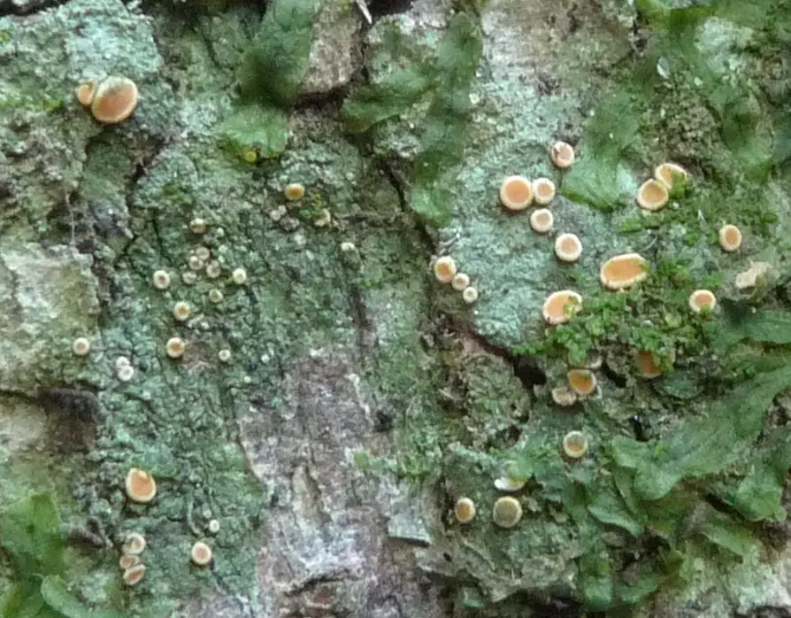 Cielistek dyskretny (Coenogonium pineti) — zdjęcie 1 z 4