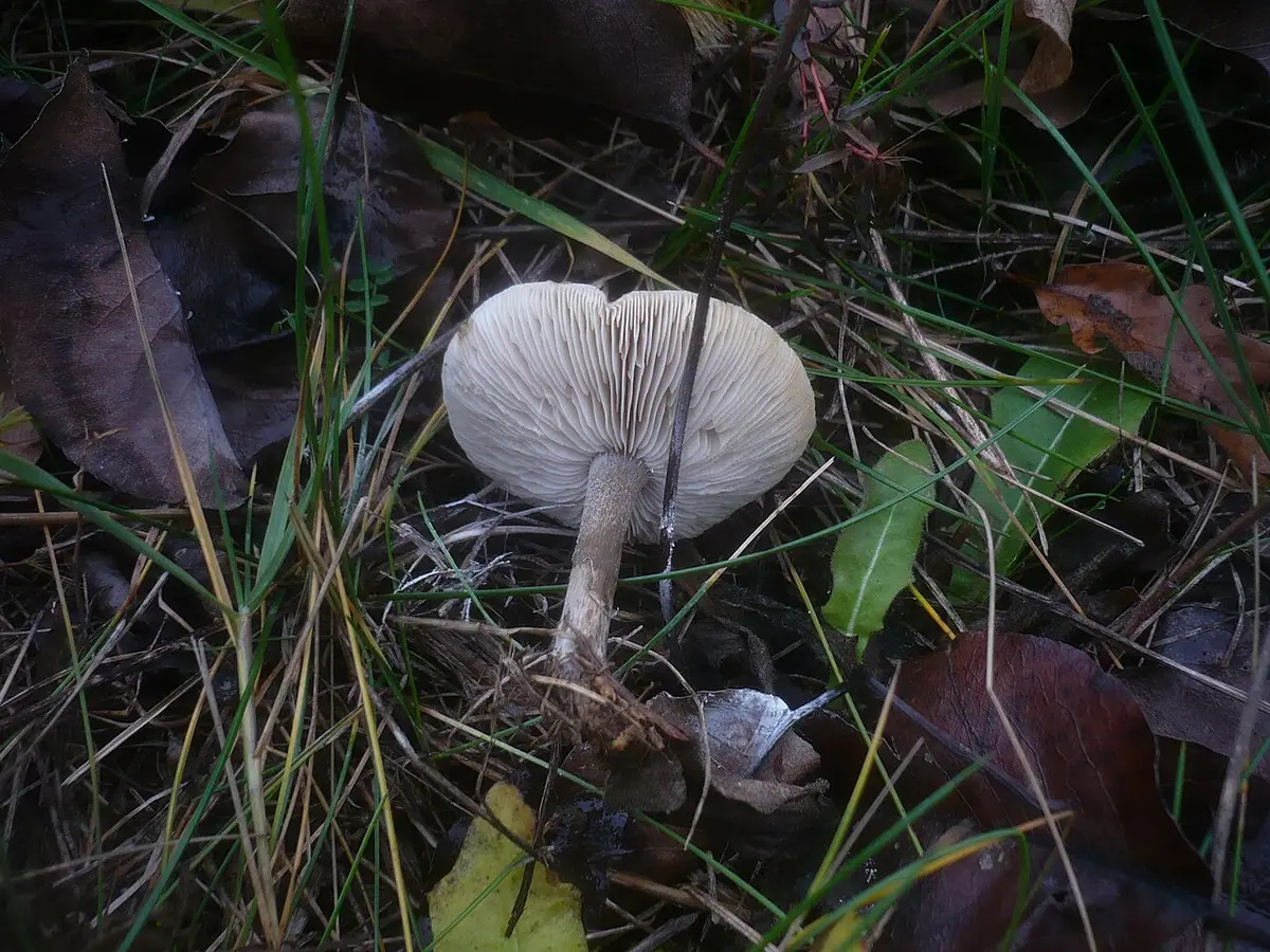 Ciemnobiałka białoszara (Melanoleuca friesii) — zdjęcie 1 z 4