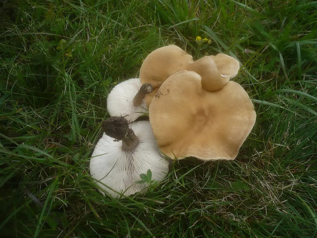 Ciemnobiałka bulwiastotrzonowa (Melanoleuca stridula) — zdjęcie 1 z 2
