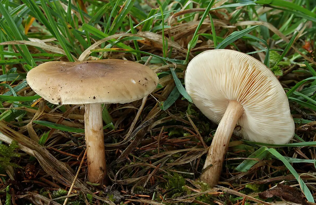Ciemnobiałka płowa (Melanoleuca cognata) — zdjęcie 1 z 4