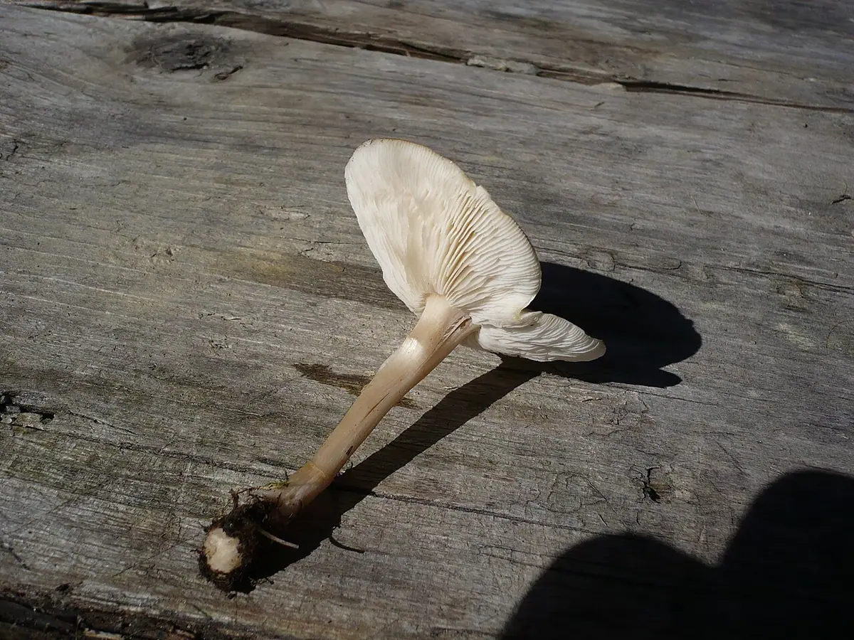 Ciemnobiałka popękana (Melanoleuca strictipes) — zdjęcie 1 z 4