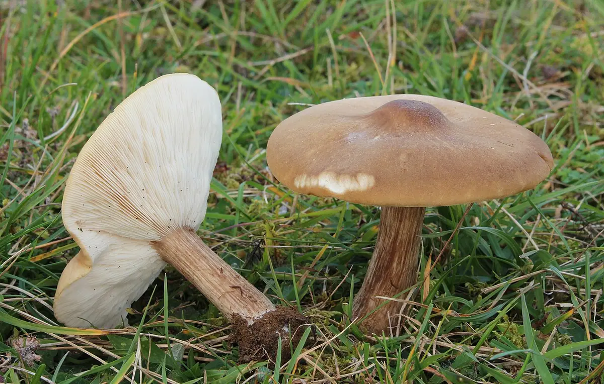 Ciemnobiałka prążkowanotrzonowa (Melanoleuca grammopodia) — zdjęcie 1 z 4