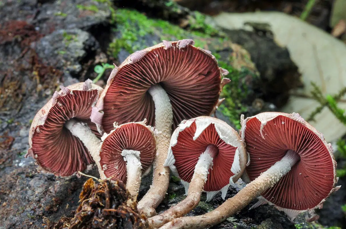 Ciemnoblaszek krwistozarodnikowy (Melanophyllum haematospermum) — zdjęcie 1 z 4