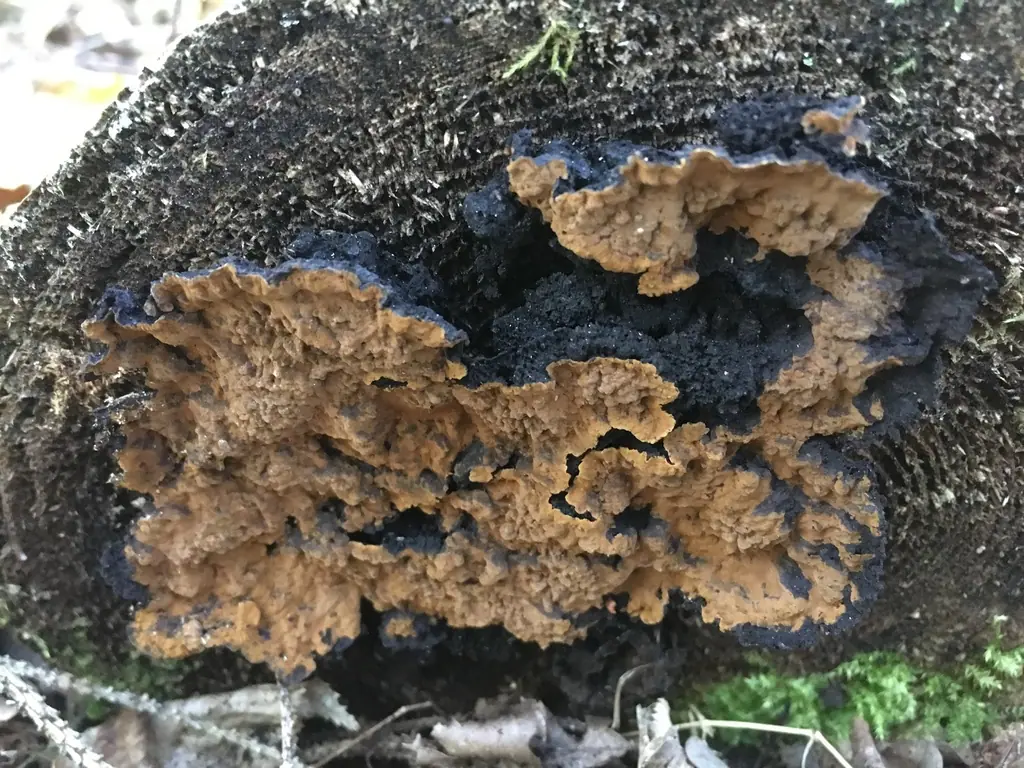 Ciemnoskórnik północny (Boreostereum radiatum)