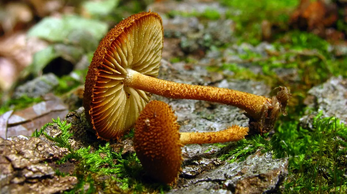 Ciemnotwardnik okazały (Phaeomarasmius erinaceus) — zdjęcie 1 z 4