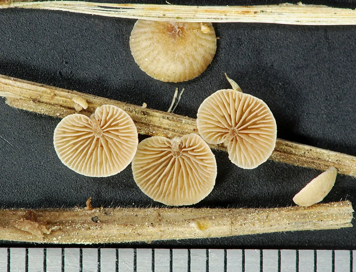 Ciżmóweczka trawowa (Melanotus phillipsii) — zdjęcie 1 z 2