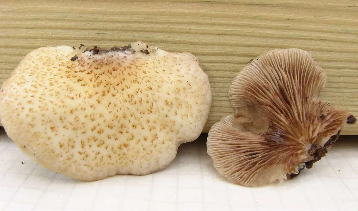 Ciżmówka drobnołuskowa (Crepidotus calolepis) — zdjęcie 1 z 4