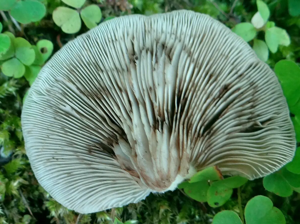 Ciżmówka karpacka (Crepidotus carpaticus) — zdjęcie 1 z 2
