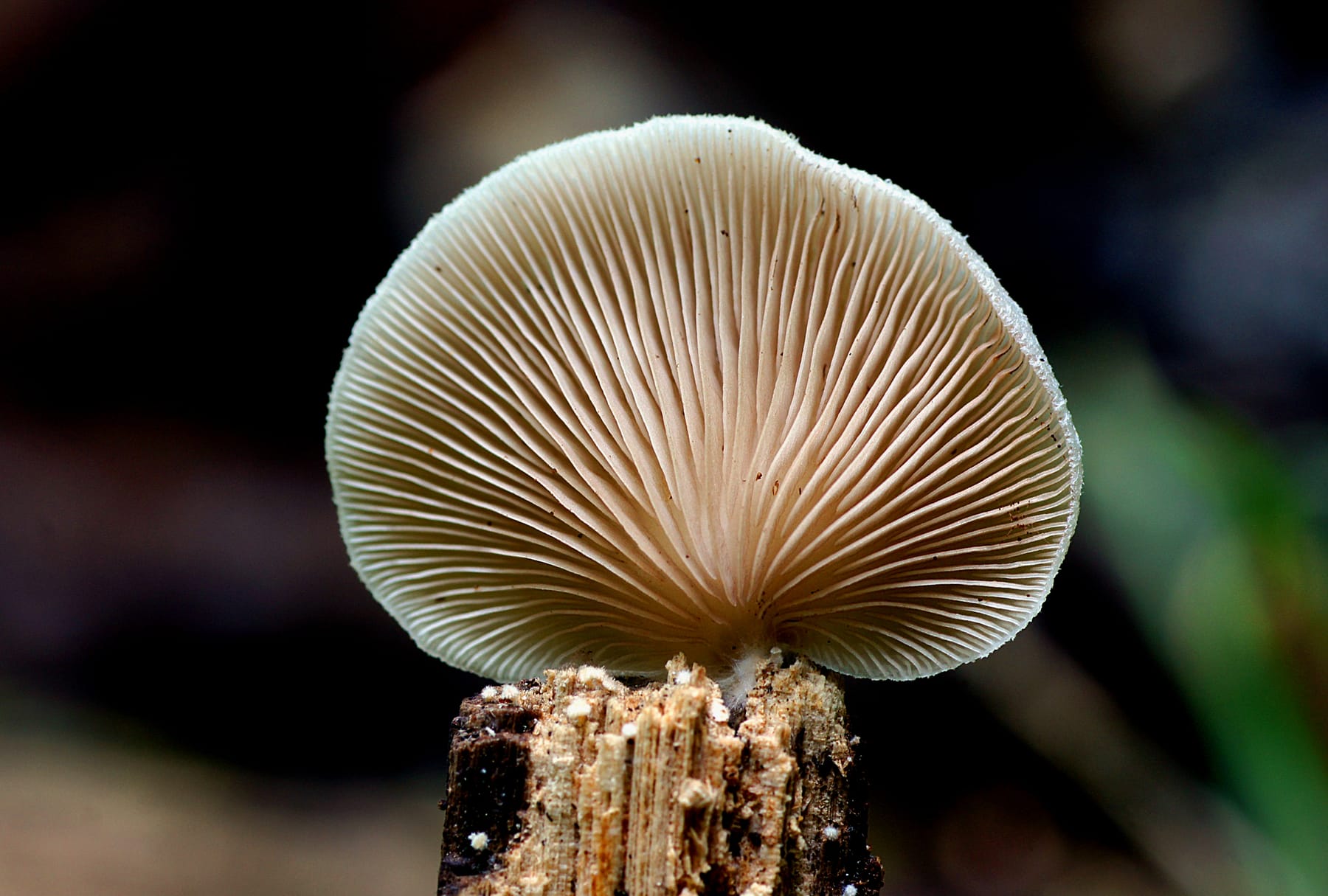 Ciżmówka kosmata (Crepidotus versutus) — zdjęcie 1 z 4