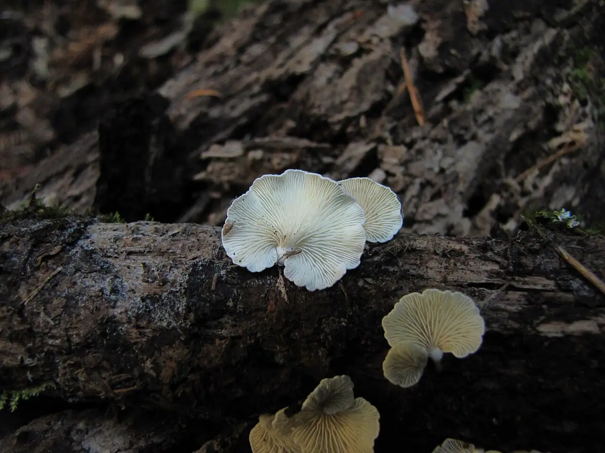 Ciżmówka mchowa (Crepidotus epibryus) — zdjęcie 1 z 4