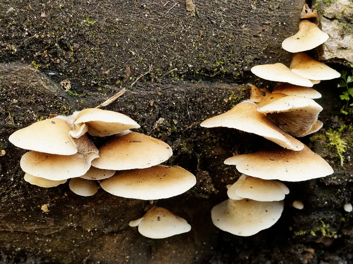 Ciżmówka miękka (Crepidotus mollis) — zdjęcie 1 z 4