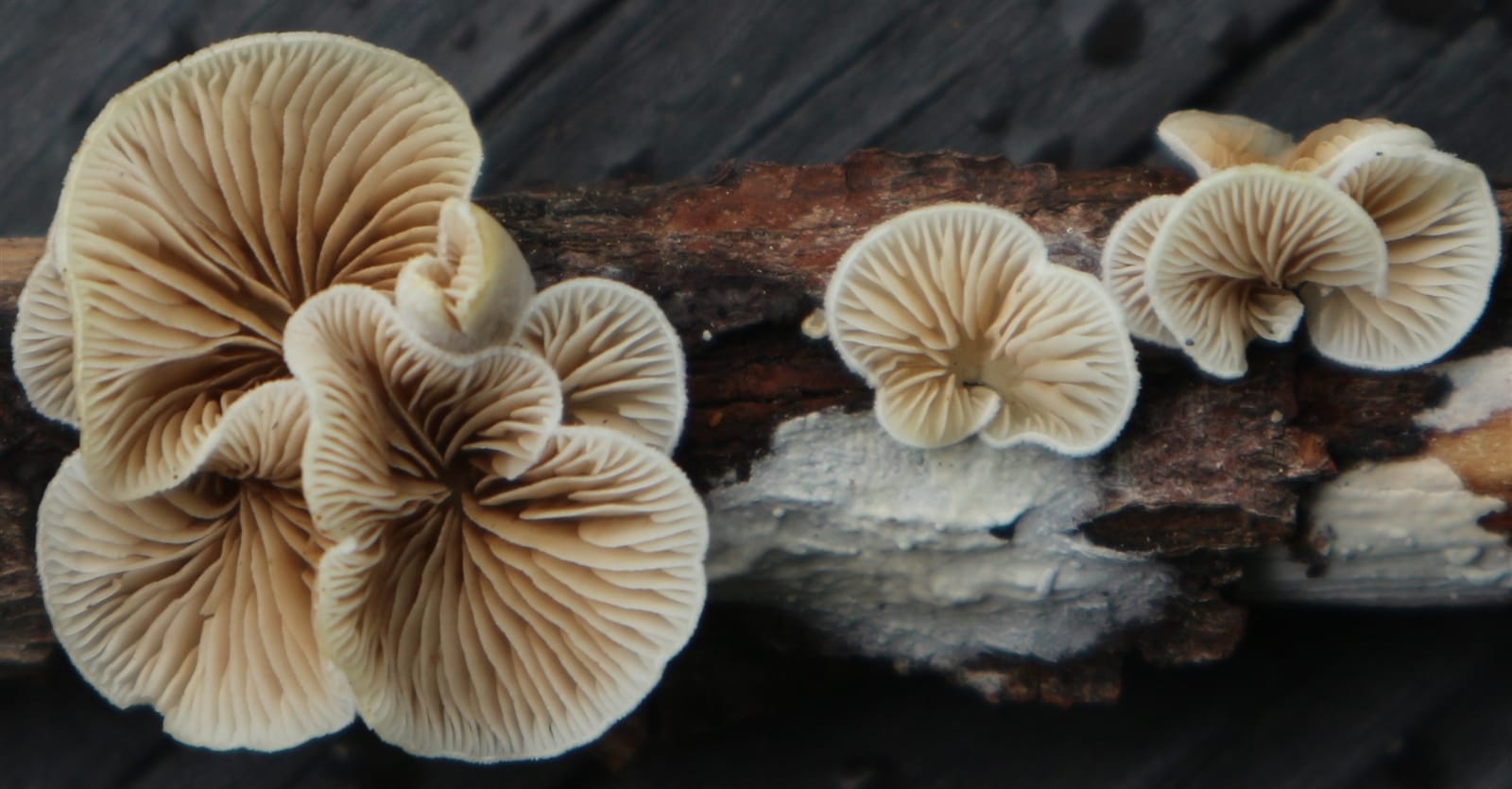 Ciżmówka migdałowatozarodnikowa (Crepidotus caspari) — zdjęcie 1 z 2