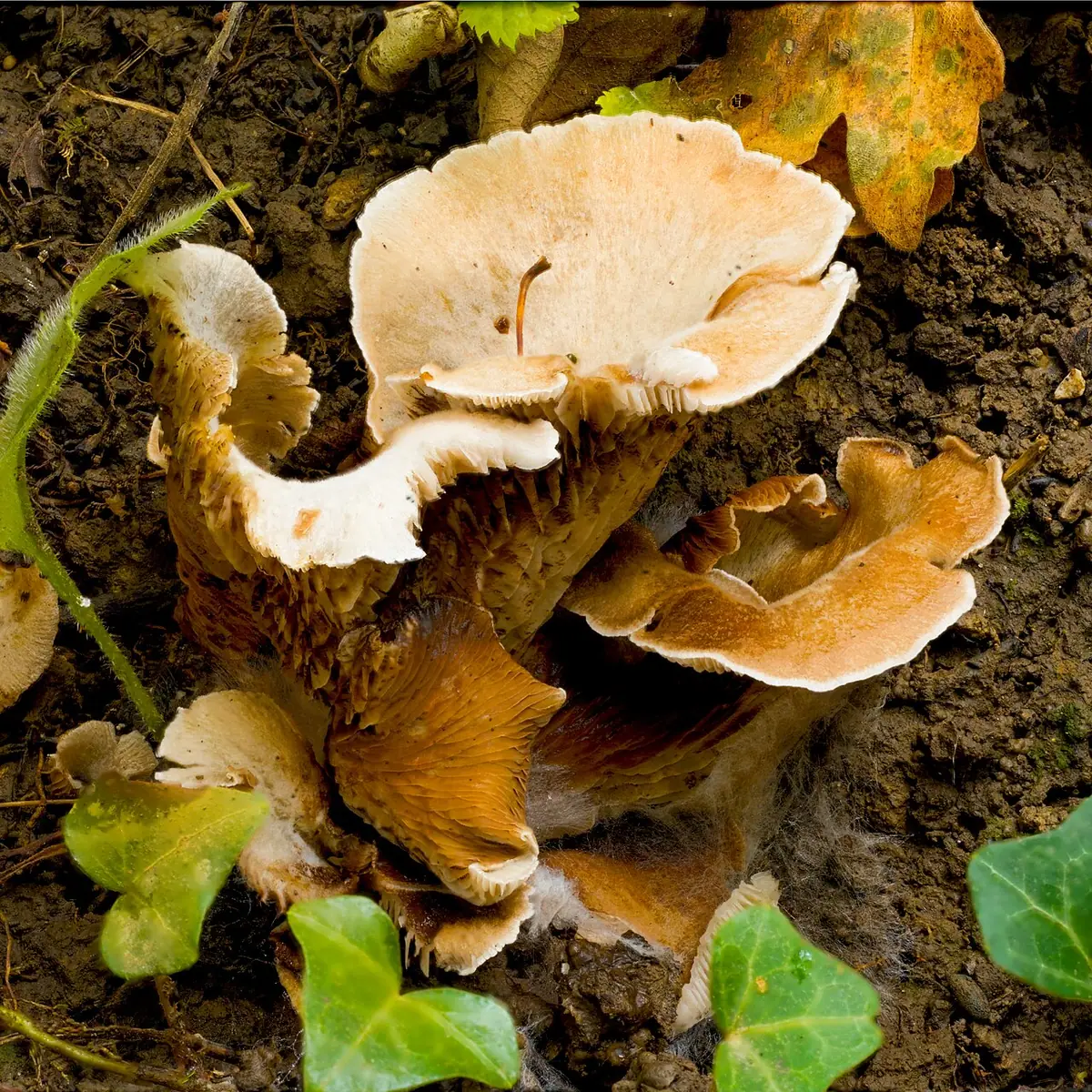 Ciżmówka naziemna (Crepidotus autochthonus) — zdjęcie 1 z 4