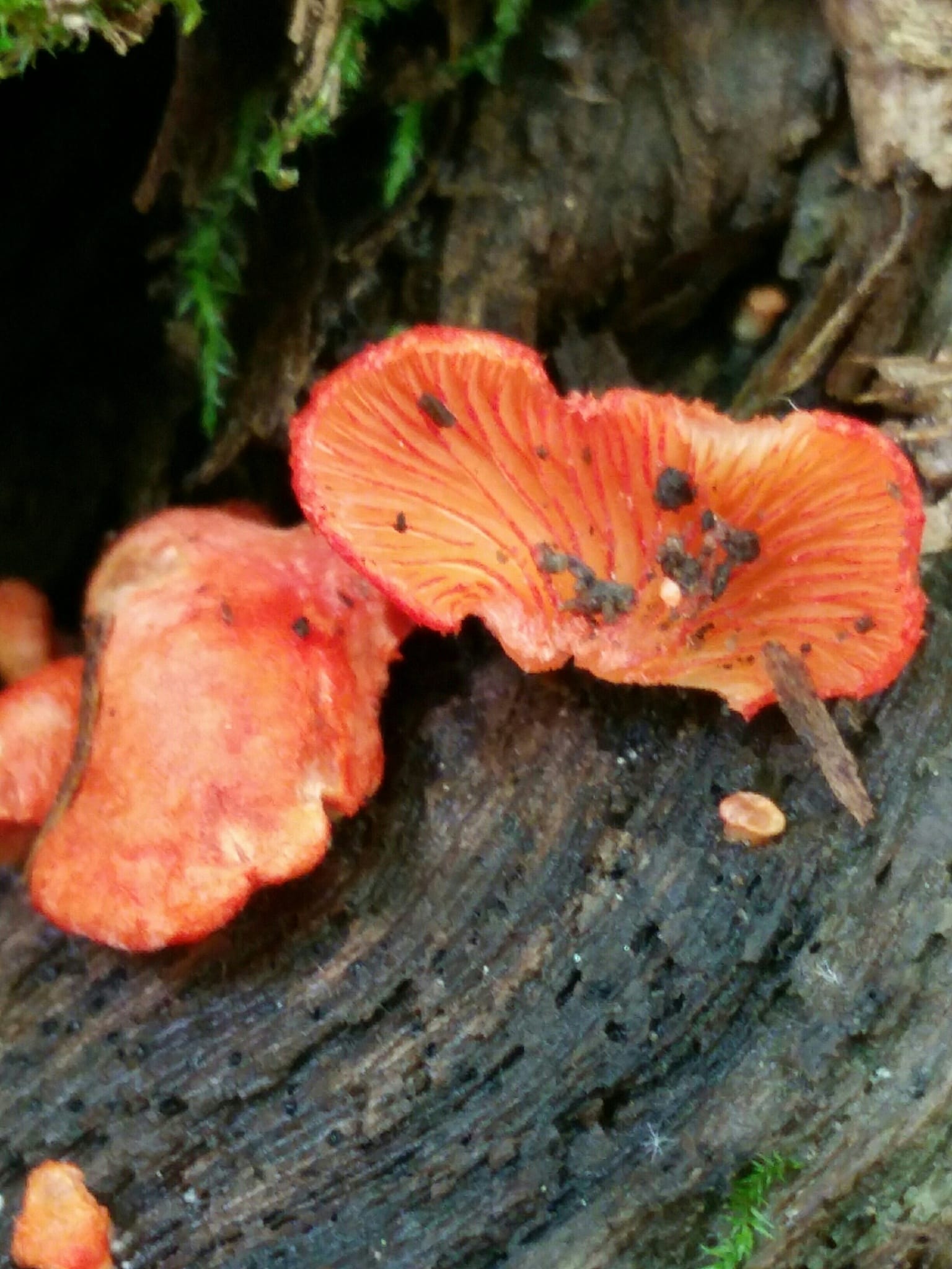 Ciżmówka szkarłatna (Crepidotus cinnabarinus) — zdjęcie 1 z 4