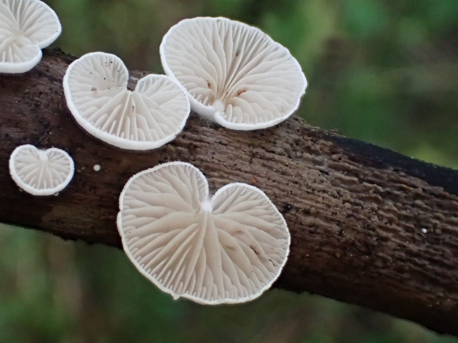 Ciżmówka szorstkozarodnikowa (Crepidotus subverrucisporus) — zdjęcie 1 z 3