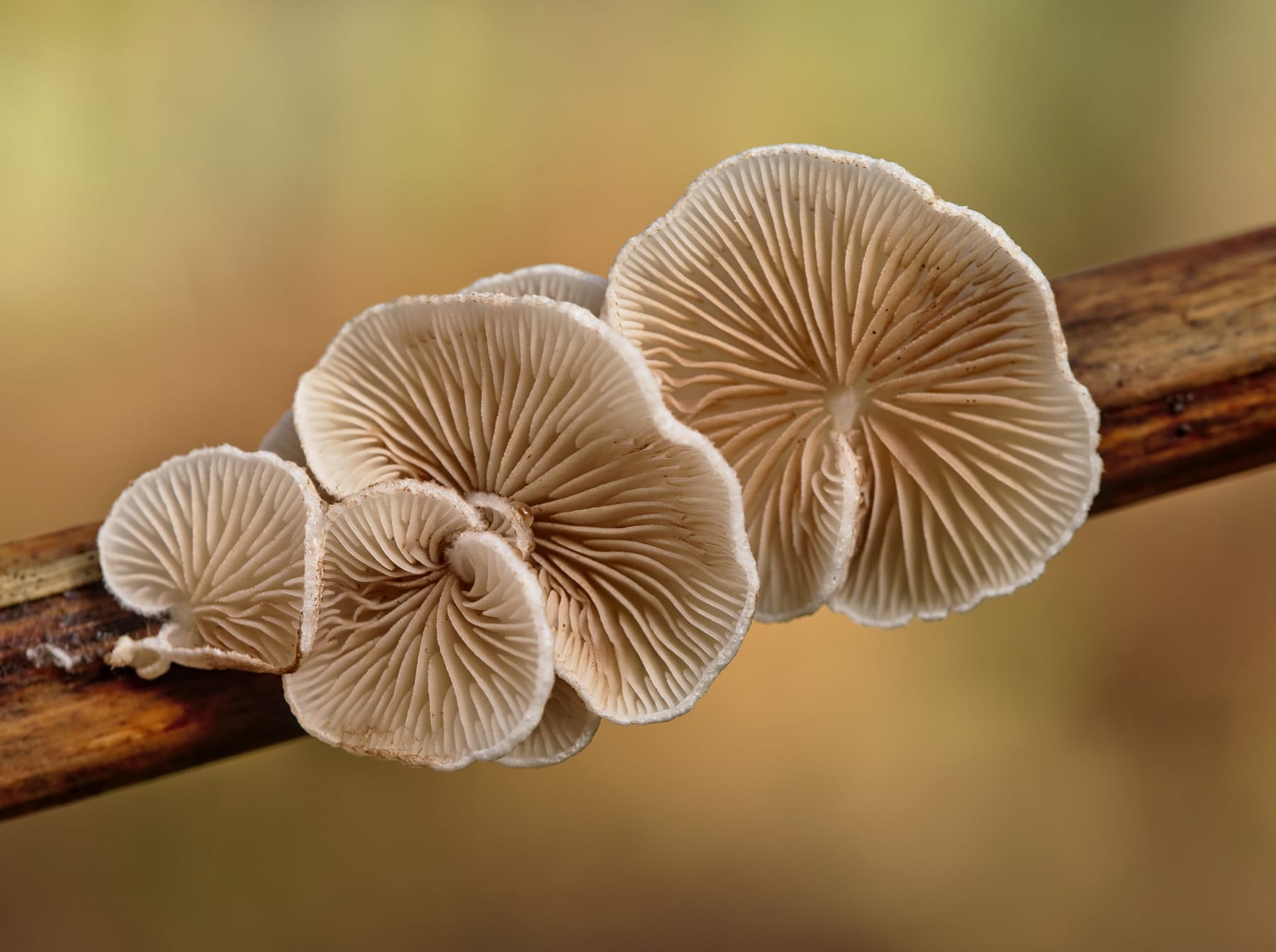 Ciżmówka zmienna (Crepidotus variabilis) — zdjęcie 1 z 4