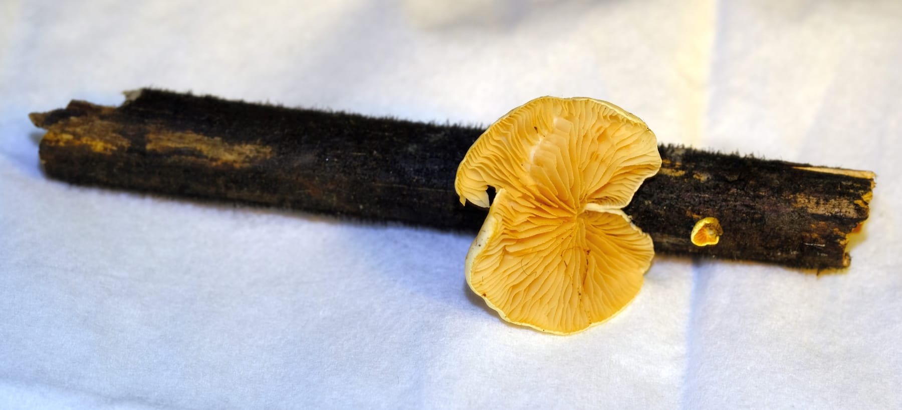 Ciżmówka żółtawa (Crepidotus luteolus) — zdjęcie 1 z 4