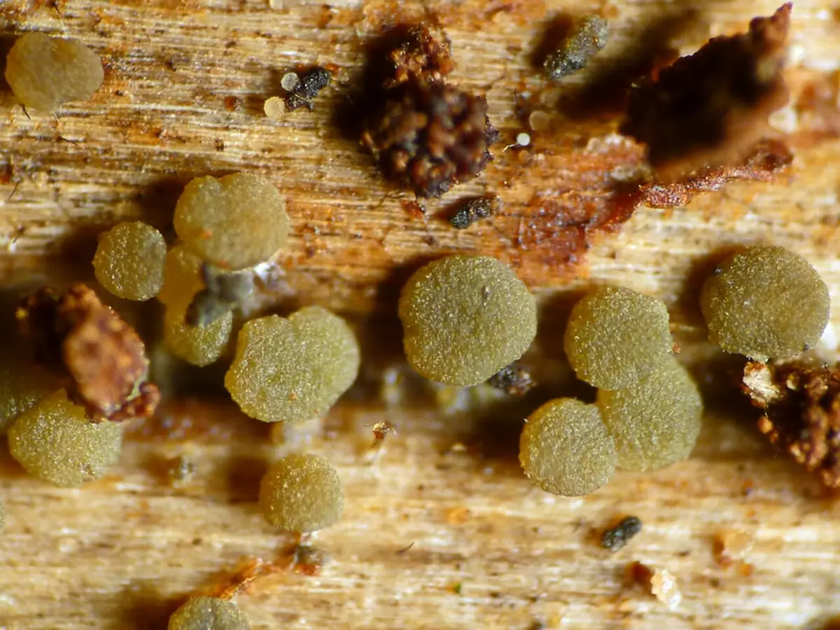 Claussenomyces prasinulus
