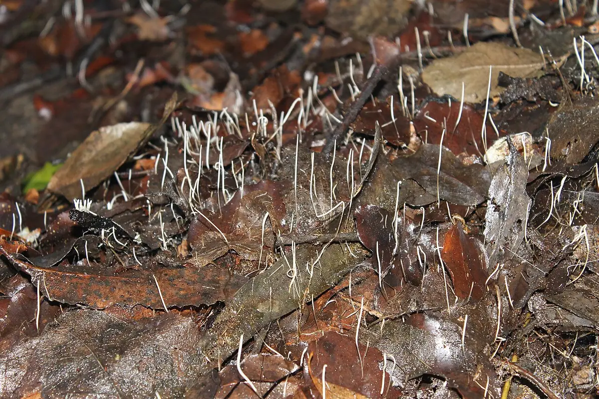 Clavaria acuta — zdjęcie 1 z 4