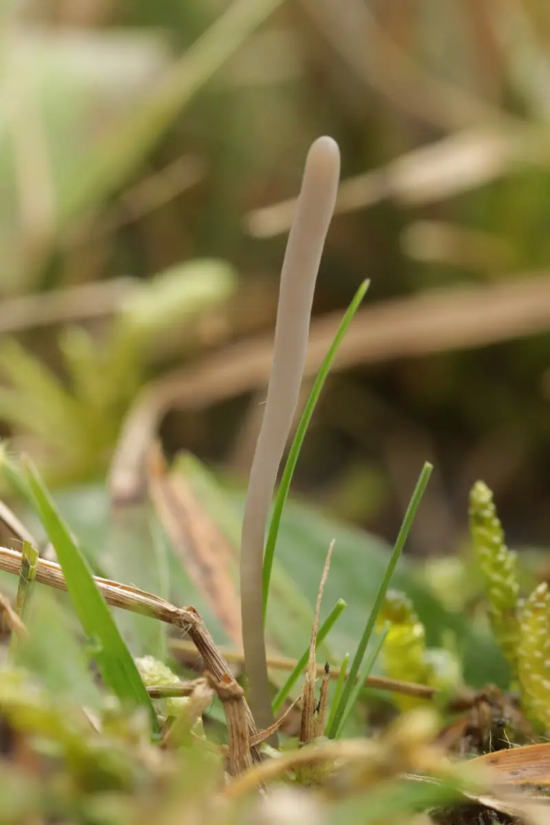 Clavaria greletii — zdjęcie 1 z 4