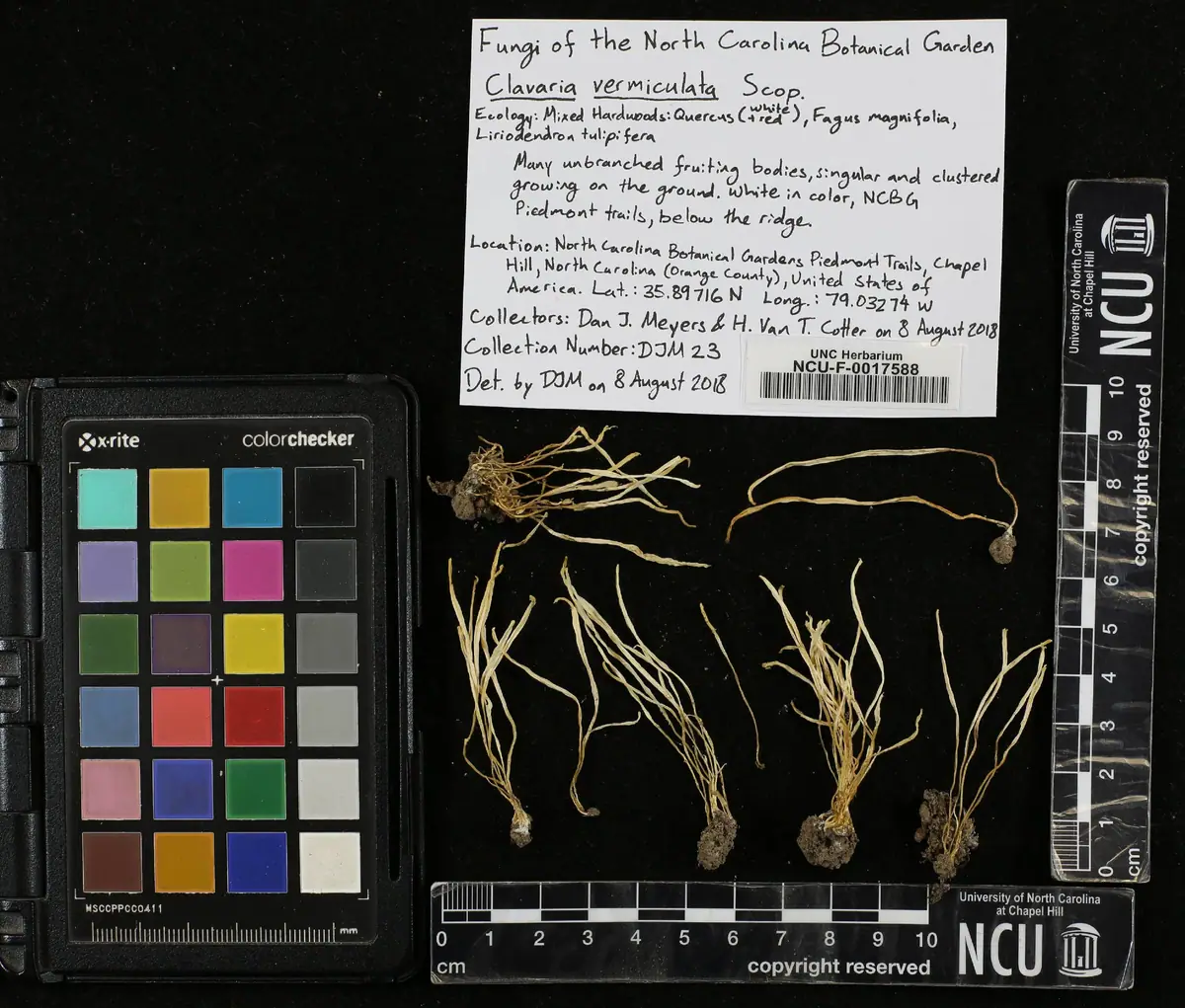 Clavaria vermiculata
