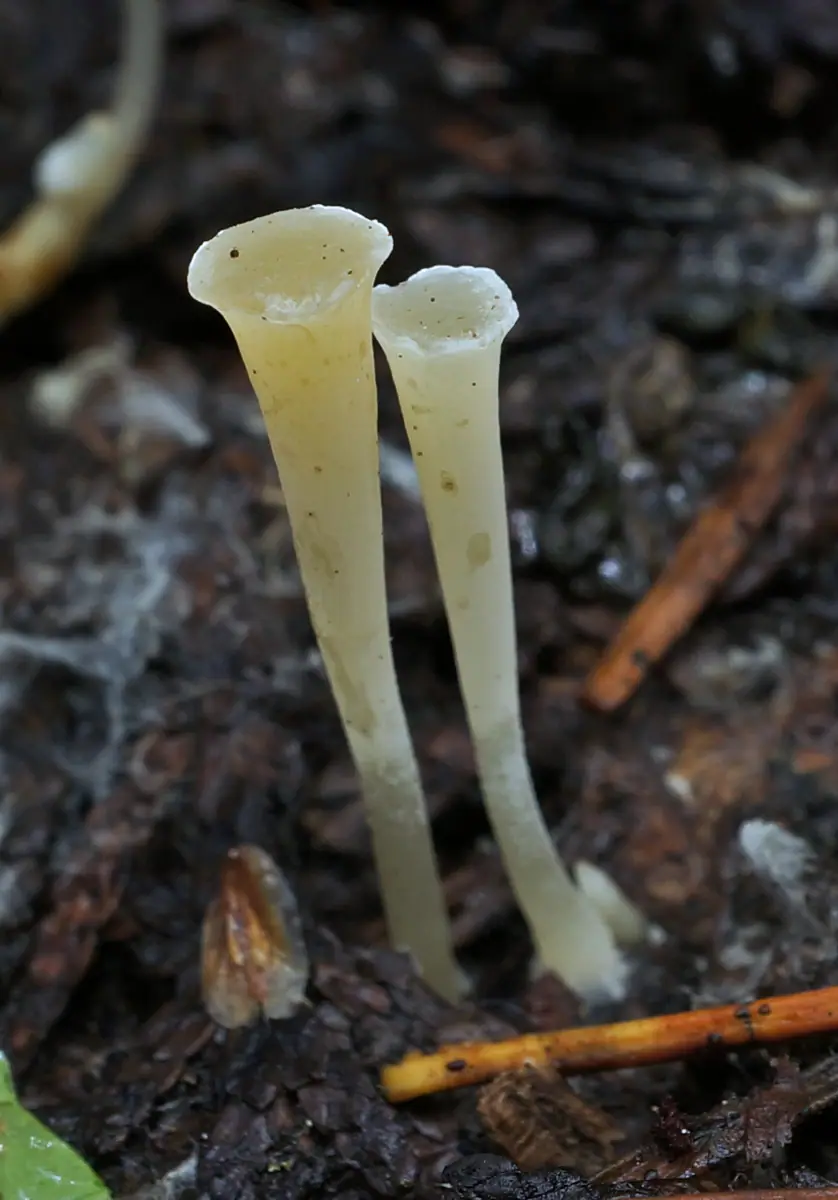 Clavicorona (Clavicorona taxophila) — zdjęcie 1 z 4