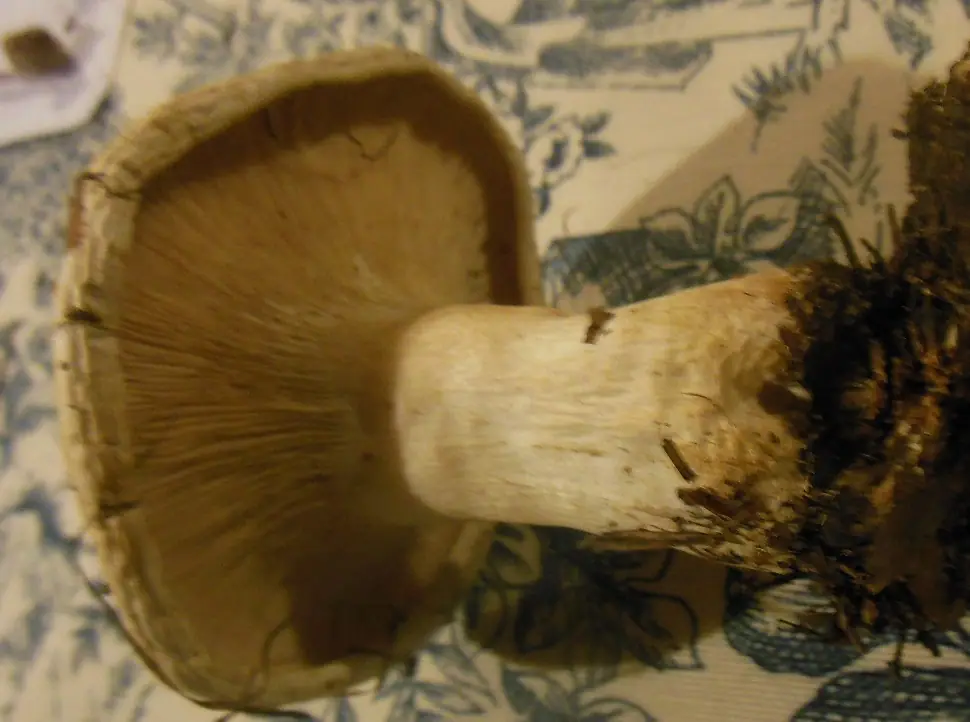 Clitocybe candida — zdjęcie 1 z 2