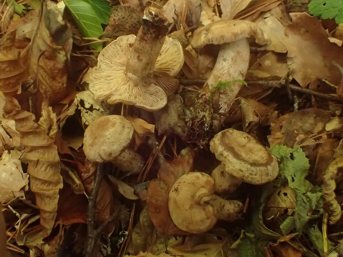 Clitocybe martiorum — zdjęcie 1 z 4