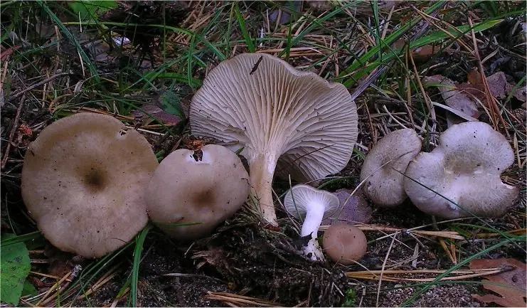 Clitocybe phaeophthalma — zdjęcie 1 z 4