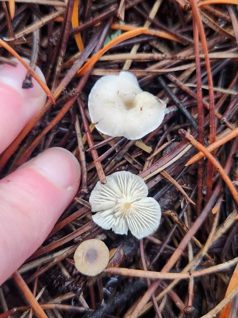 Clitocybe tenuissima — zdjęcie 1 z 4