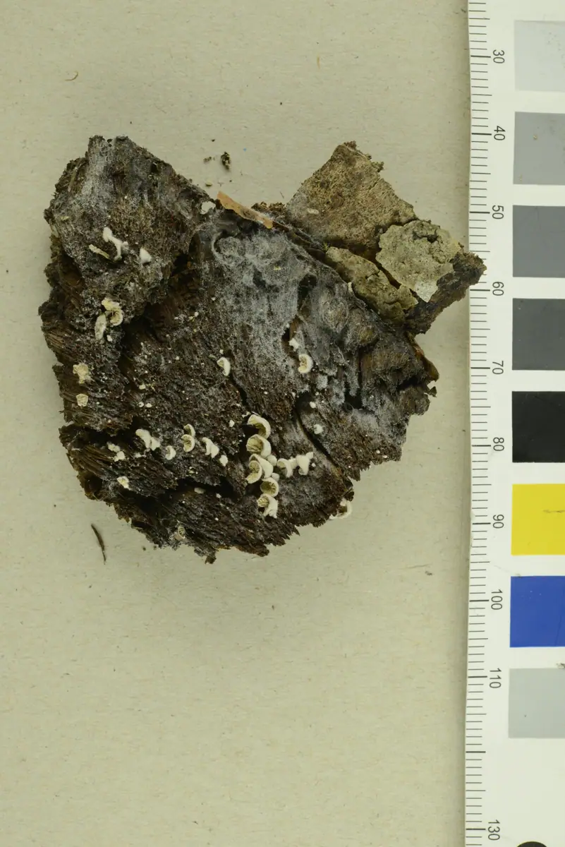 Clitopilus daamsii