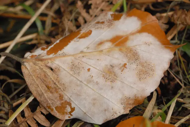 Coccomyces coronatus — zdjęcie 1 z 4