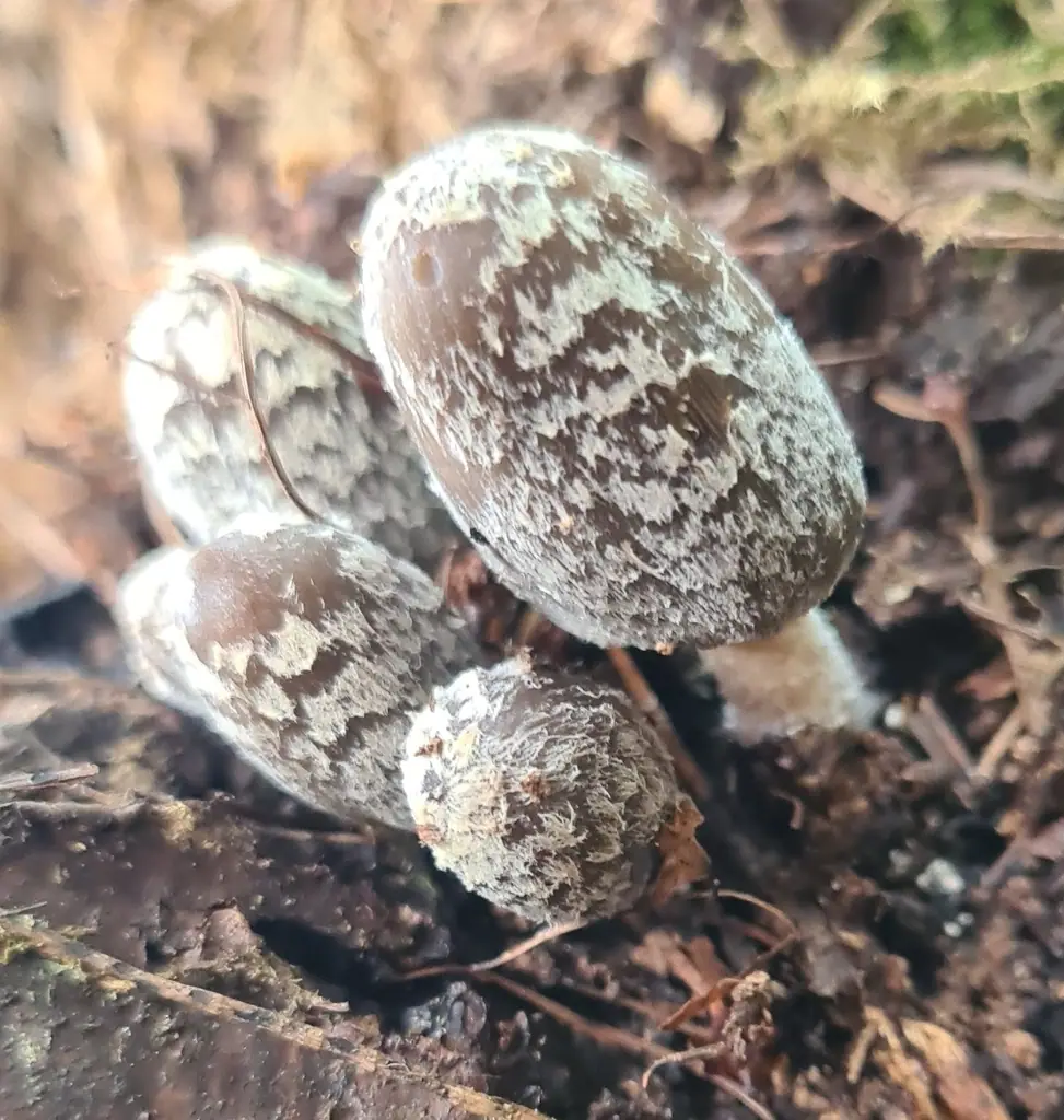 Coprinopsis echinospora