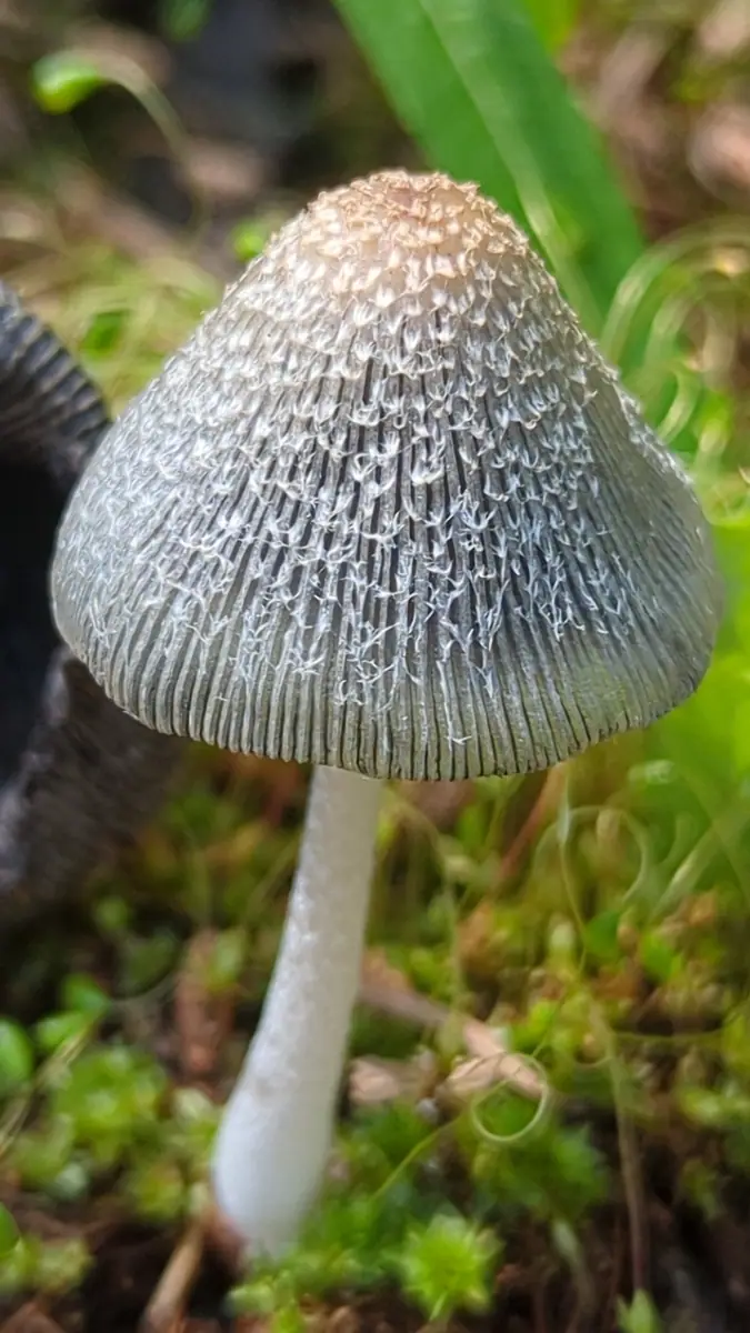 Coprinopsis jonesii — zdjęcie 1 z 4